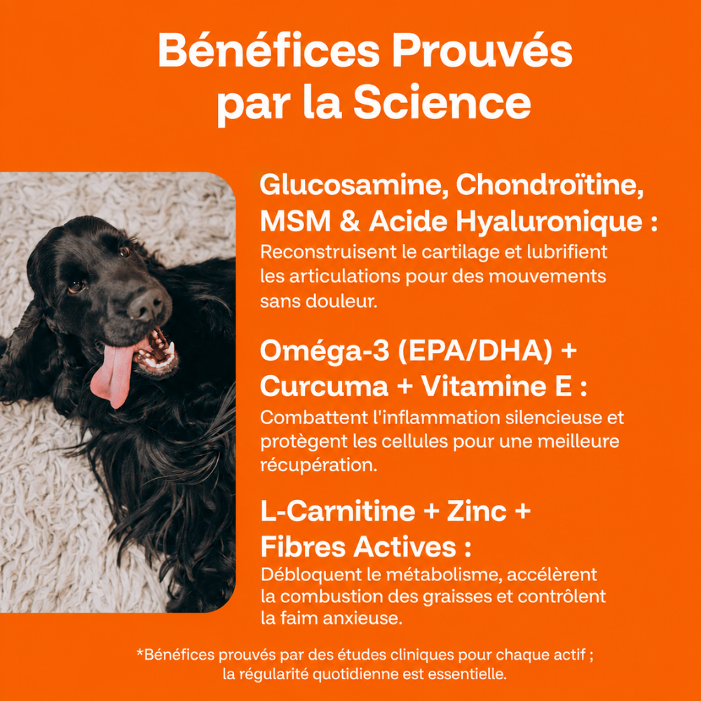 Actif Canin — Relance Le Métabolisme & Brûle Les Graisses